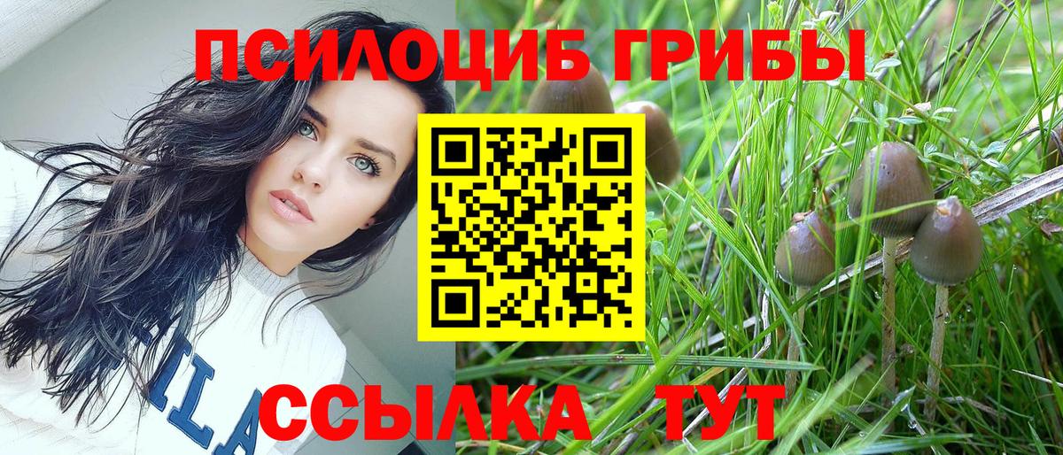 Нерюнгри  Псилоцибиновые грибы ЛСД  Вход с VPN  Псилоцибиновые грибы Psilocybine cubensis 